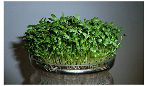 PREMIER SEEDS DIRECT Organic CRESS Curled/Common - 40GM - Approx 16,000 Seeds