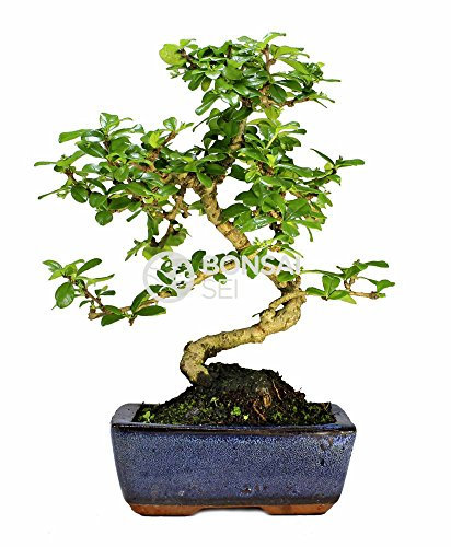 Bonsai - Carmona, 6 Años (Bonsai Sei - Carmona)