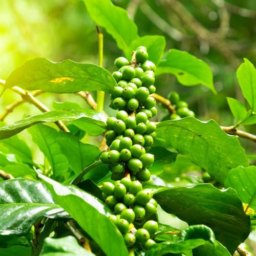 KaffeeSamen, immergrüne winterhart nachhaltige geschenke baumsamen pflanzensamen bio 15pcs