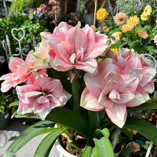 6zwiebeln amaryllis - frühlingsblumen zimmerbonsai amaryllis, frühlingsblumen gartenblumen deko