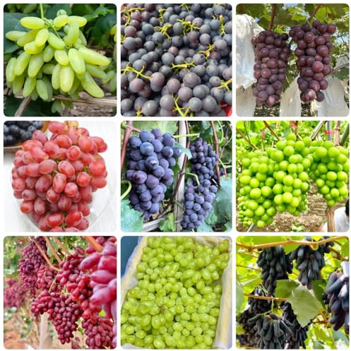 Semillas de uva - verdes Vitis vinífera - de jardin de balcón resistentes comprar vides resistentes al invierno 350pcs
