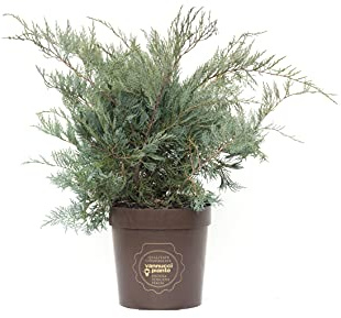 Vannucci Piante - Juniperus virginiana 'Grey Owl', Ginepro, Pianta vera in vaso, Pianta da terrazzo (cod. 22)