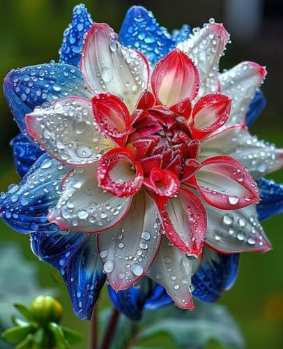 Dalias Rizomas. ideal para embellecer el paisaje. Tolera el frío.Hojas altas y grandes. （NVNJHJN）.-4 Rizomas-F