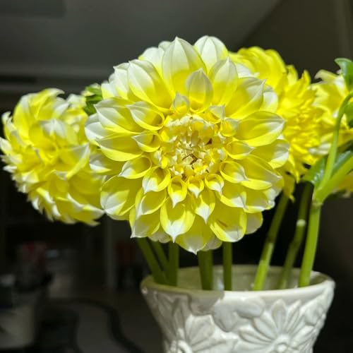 6bulbi tuberi di dalia - decorazione acquistare tuberi di dalia da balcone, decorazione da giardino esterno resistenti