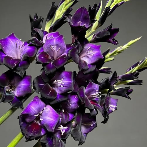 bulbi di gladiola resistente - giardino da interno rare esterno 20pcs