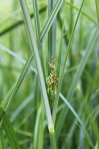 WASSERPFLANZEN WOLFF - Cyperus longus - langblättriges Zypergras - Zyperngras - heimisch - QUALITÄTSSTAUDE durchwurzelt im 9x9 cm Topf