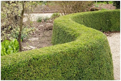 Stauden Gänge 1 x Lonicera nitida 'Elegant' Heckenmyrthe winterhart | Immergrüner Buchsbaum-Ersatz für Sonne bis Schatten, mehrjährig, schnittverträglich, 9x9 cm Topf