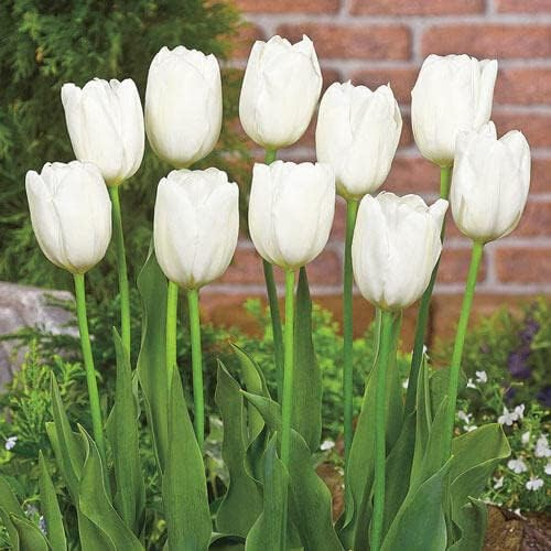 White Tulip Bulbs for Planting – 10 Premium Bulbs – Elegant White Wedding Tulips for Garden Beds, Borders, Spring Containers - Garden Gift – Classic Bloom for Bridal & Event Decor