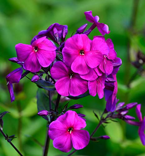 Hohe Flammenblume Uspech - Phlox Paniculata