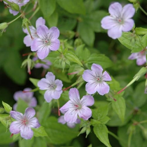 Plant Theory 9cm Pot Geranium Nodosum Knotted Cranesbill Perennial