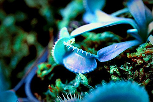 Graines de plantes rares Bluebell Venus Flytrap Bonsaï en pot Jardin Patio Plantes carnivores Graines Paquet de 100 graines