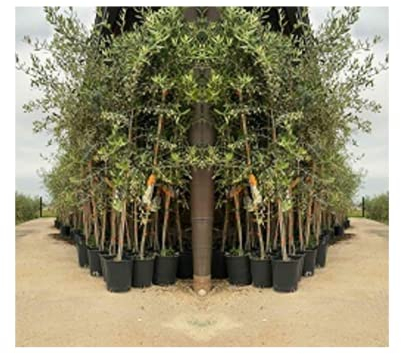 EURO PLANTS VIVAI Olivier Cipressino plante fruitière en pot 20 cm hauteur 120~130 cm – Âge 2 ans