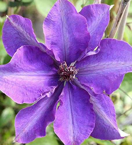 Waldrebe The President 60-80cm - Clematis The President - lebende Gartenpflanze aus den Baumschulen