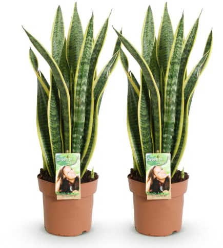 Green boutiQ - Zimmerpflanzen - Sansevieria Laurentii - Schwiegermutterzunge - Wenig Pflege - Grün - Gelb - 2 Pflanzen - Topf 17cm - Höhe 60-70cm