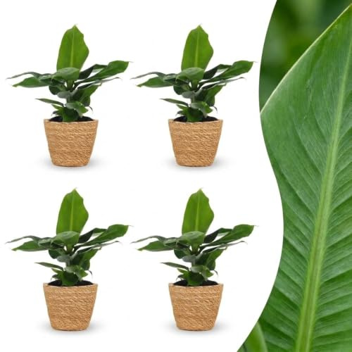 Musa Oriental Dwarf - Banane naine - 4 plants - avec panier en jonc de mer - 30cm - Ø12cm