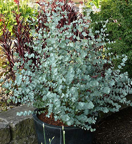 Winterharter Eukalyptus Azura 30-40cm - Eucalyptus gunnii - lebende Gartenpflanze aus den Baumschulen