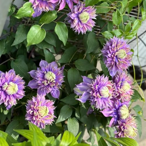 clematis winterhart - balkon mehrjährige stauden steingarten 4zwiebeln