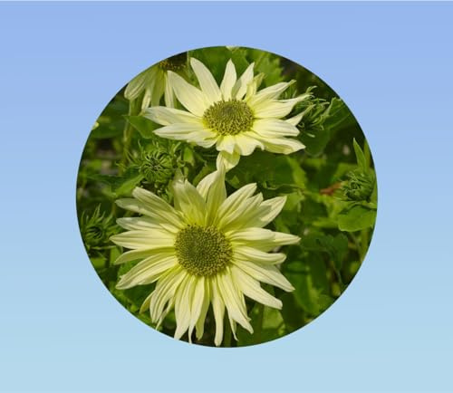 graines de Tournesol italien Green Heart 50 GRAINES