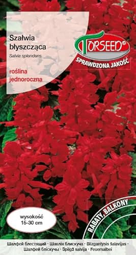 Verdica Salvia splendent Semi di Salvia - Vividi fiori rossi annuali, perfetti per aiuole e vasi decorativi, resistenti e resistenti ai parassiti, qualità certificata (0,5 grammi)