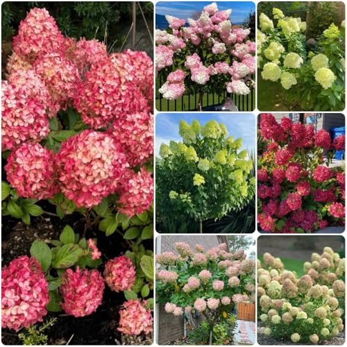 semi di ortensia a pannocchia - da giardino resistenti perenni Ortensia paniculata - arbusti resistenti da balcone resistenti per luoghi soleggiati 200pcs