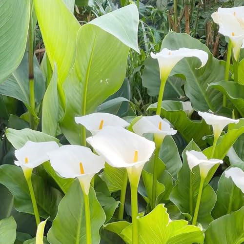 calle, Zantedeschia, balcone decorazioni giardino esterni 9bulbi