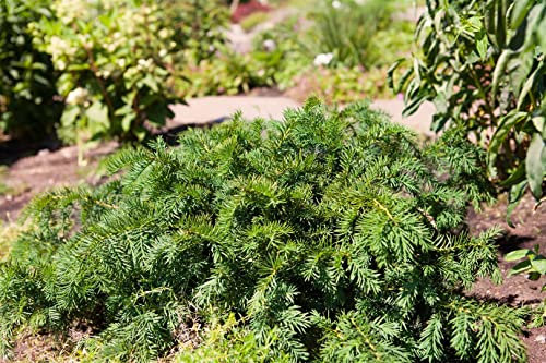 Taxus baccata 'Repandens' 20–25 cm – Immergrün, Winterhart, Pflegeleicht – Kriech-Eibe – Bodendecker für Steingarten & Grab