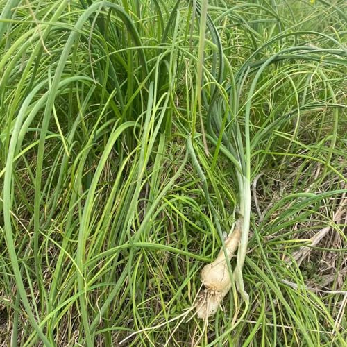 ajo silvestre decoración verdes, silvestres, de balcón de ajo silvestre semillas resistentes para jardines rocas semillas jardín 10pcs