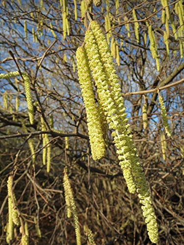 Home Comforts Flora Common Hazel Corylus Avellana Macro Catkins-20 Inch By 30 Inch Laminated Poster With Bright Colors And Vivid Imagery-Fits Perfectly In Many Attractive Frames
