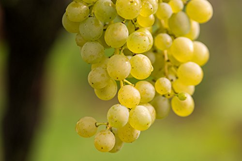 Weintraube Vitis hell – 60-100 cm | Weinrebe im 2-Liter-Topf | Ertragreiche Weintrauben für Garten Terrasse und Balkon