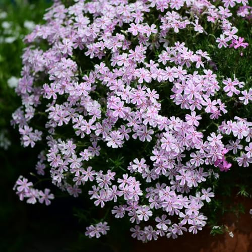 phlox bodendecker - gewächshaus balkon exotische winterhart 200samen
