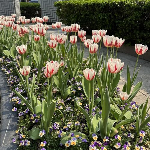 TulpenzwiebelnWinterhartMehrjährig,zimmerpflanzen,Pflanzenfür sonnige plätze topf,gartenpflanzen,dekoration wohnzimmer winterharte 7pcs