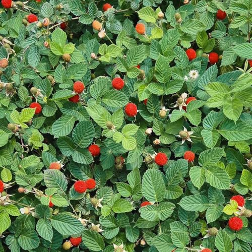semillas de fresa silvestre, interior resistentes 550pcs