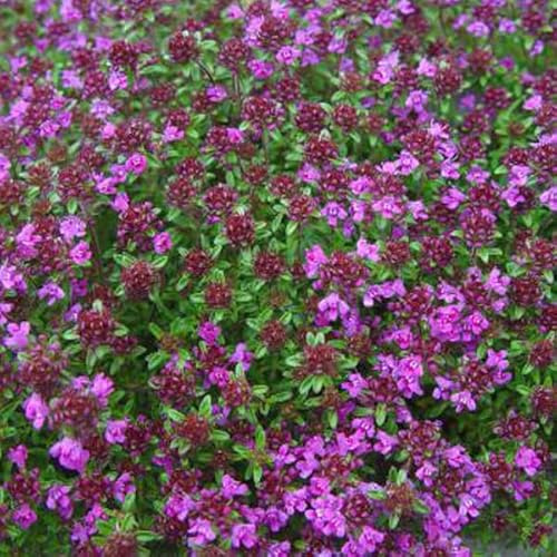 6 x Thymian 'Creeping Red' - Thymus Praecox Topf 9x9cm: Kriechender Bodendecker in leuchtendem Rot
