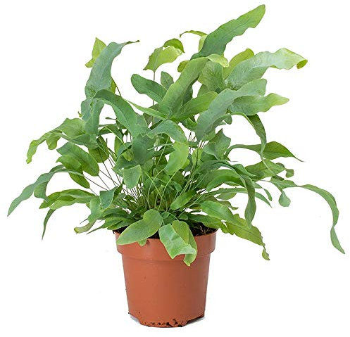 Phlebodium Blue Star - Golden Polypody Fern - Indoor Houseplant for Home or Office - Potted Ferns, Plants for Small and Large Spaces - Bright Green Foliage Leaves (35-45cm Incl. Pot)