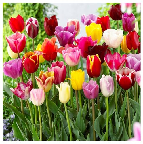 Tulpenzwiebeln Tulpen Zwiebeln Onion Knollen Mix Tulpenmischung aus Farbe und Arten 50 Stk. Größe 12/+, 11/12, 10/11, 8/9 Zwiebeln Onion Knollen Tulpen Tulip Farbe Mix Gelb Rot Violet (10/11)