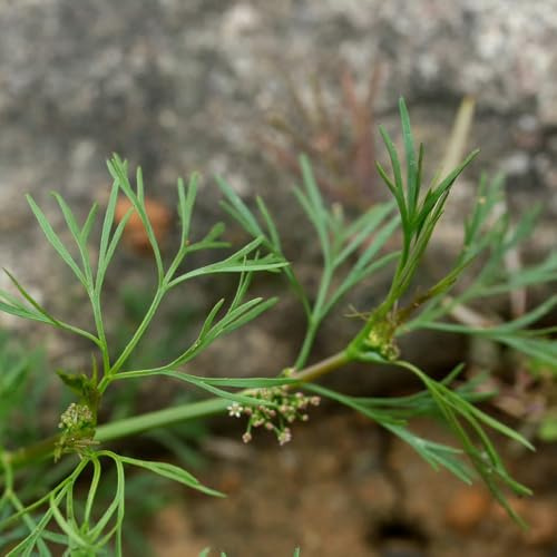 semillas de perifollo Semillas de, resistentes en contenedores. perifollo Jardín cubrir el suelo en el balcón interior raras hortalizas y 100semillas