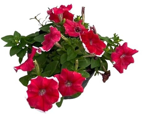 Petunia Natural Planta de Exterior o Interior con Flores