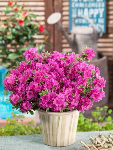2ltr Dwarf Azalea Diamond Pink (1 Pack)