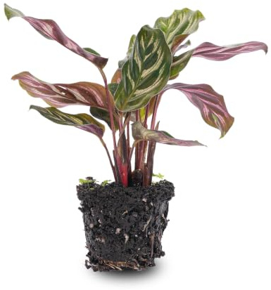 Calathea Makoyana - Planta Pavo Real - Planta de terrario