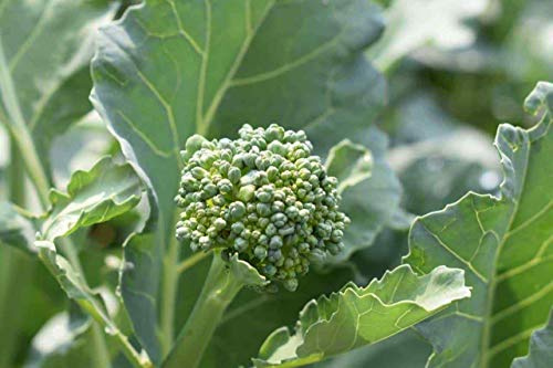 1/8 OZ, Broccoli Raab Seeds, Early Spring Rapini, Rabe, Non-GMO - MichaelBazak_Store USA Vegetables Flower Variety Bulk Seeds (300 Seeds - 1 OZ)