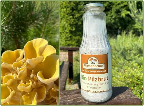 Bio Limonenpilz Körnerbrut - Pilze selber züchten