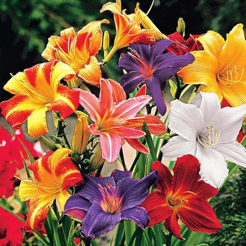 Taglilien,stück,taglilien winterhart mehrjährig,taglilien rhizome,Hemerocallis,Mysteriöse magische Glühbirne.-3stück-B