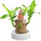 volumoon Planta De Madera Brasileña, madera de la suerte brasil, Brazilian Wood Plant, lucky brazil wood potted planta, brazil wood lucky plant para Decoración del Hogar, Purificación De Aire Interior