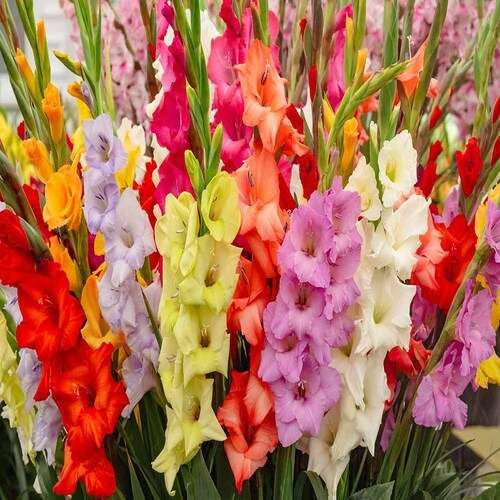 100 Stück gemischte Gladiolen-Blumensamen