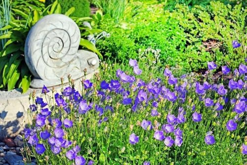 Karpaten-Glockenblume, Campanula Carpatica Blue, mehrjährig,
