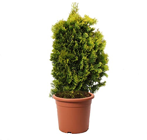 KENTIS - Lebensbäume Thuja Occidentalis Golden Smaragd - Winterharte Pflanzen für Garten - Hoch 100-120 Topf Ø 24 cm