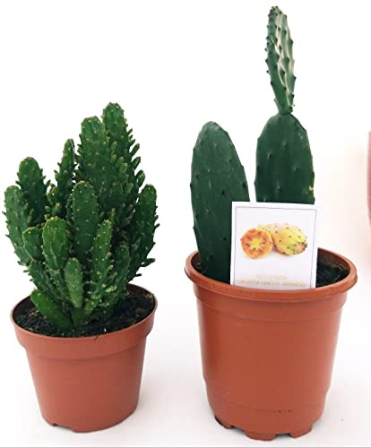 POWERS TO FLOWERS - OPUNTIA, FICO D'INDIA A FRUTTO GIALLO E OPUNTIA COMPATTA A FOGLIA PICCOLA, 2 PIANTE, Vaso 13cm diametro, piante vere