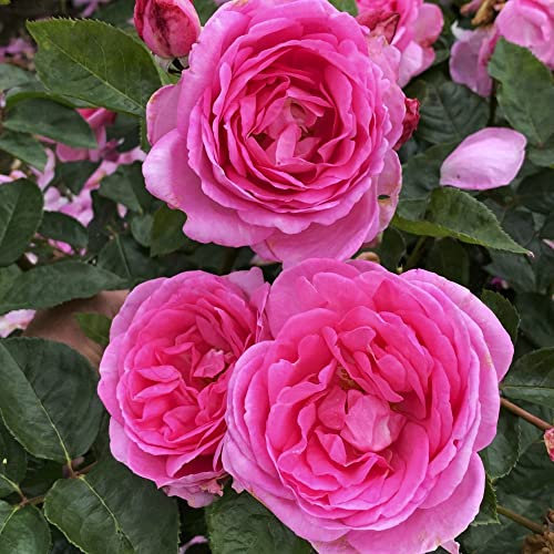 Bare Root Roses Plants 'Mum in a Million' Ideal for Mother’s Day Hybrid Tea Rose Rosa Hardy Shrub Scented Pink Blooms Easy to Grow Your Own, 1x Bare Root Plant by Thompson and Morgan