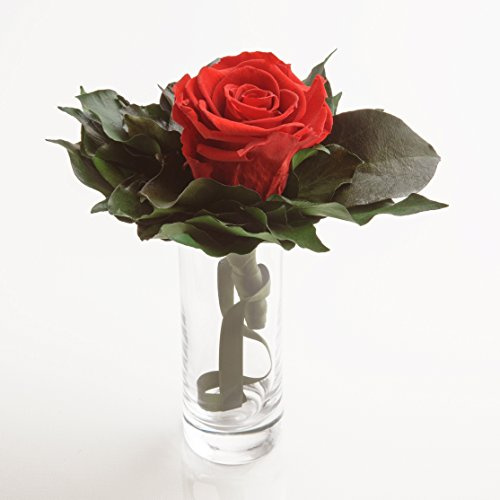 Blumenstrauß langhaltend Ewige Rose konserviert mit Glasvase haltbar 3 Jahre von ROSEMARIE SCHULZ GmbH Heidelberg (Rot)