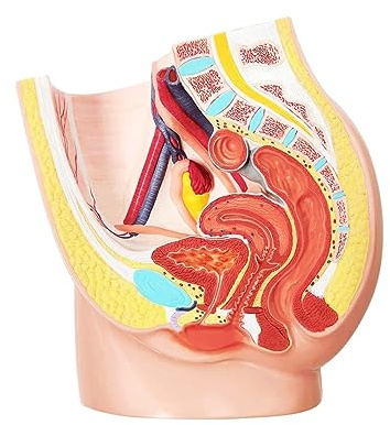 ATIJAA Female Pelvis Reproductive Anatomy Model, Life Size Pelvis Model on Baseboard with Removable Organs for Teaching Learning Display Tool Human Organ Model